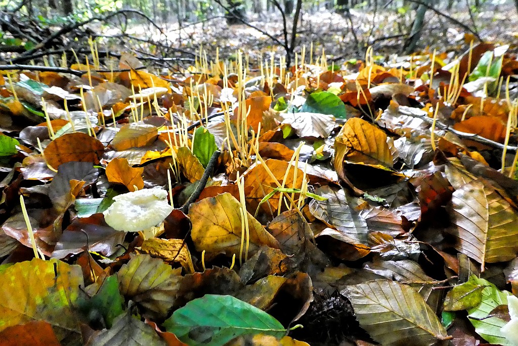 Draadknotszwam [13570] 08-okt-2017 (Boerskotten, Oldenzaal).jpg - Draadknotszwam [Macrotyphula juncea]